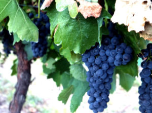 Shiraz grapes ripening at Glenguin